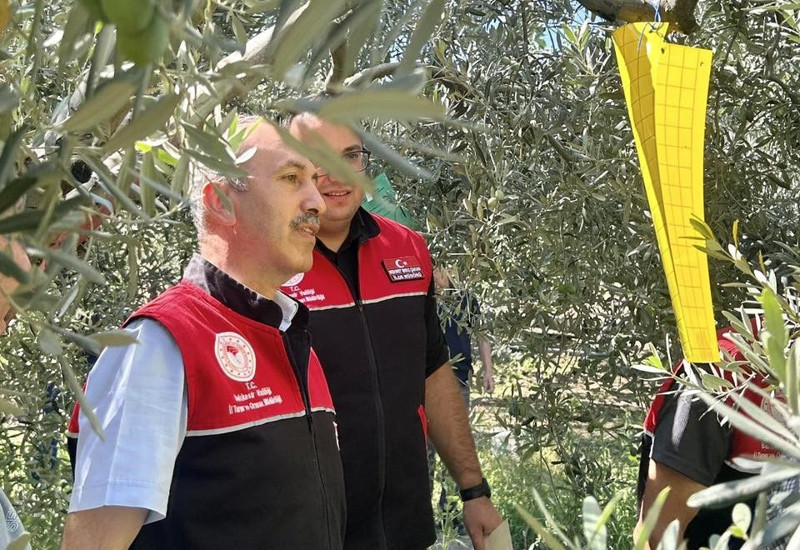 Balıkesir Havran’da zeytinliklerde kurulan özel tuzaklarla harekete geçildi, üreticiler için kritik süreç başladı - Resim: 3