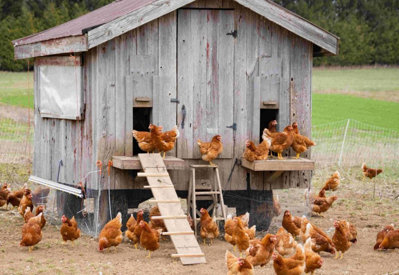 Erzincan’da kümesteki hayvanların bıraktığı yumurtaların 1'er 1'er kaybolduğunu fark etti. 2 gün boyunca kümesi izlediğinde bir anda karşısında onu gördü - Resim: 2