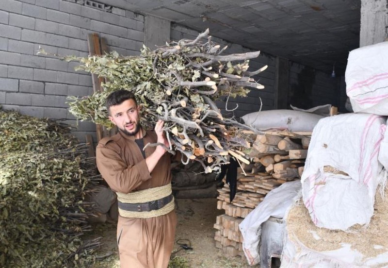 Şırnak'ta hayvan sahipleri -4 derecede karın altından kazıyarak tek tek çıkardı... 1000'lerce koyuna tutup götürmeseler hepsi telef olacak - Resim: 1