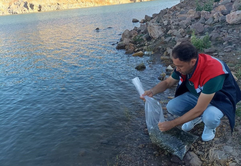 Konya'da 500.000 tanesi doğaya bırakıldı... Doğada her tarafa dağılmaları toplamda 1 dakikayı bulmadı - Resim: 1