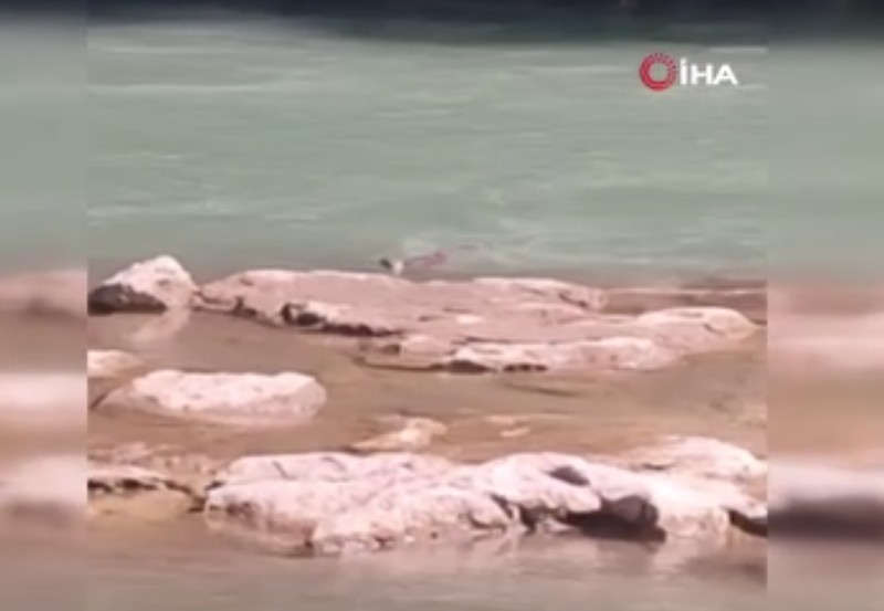 Tunceli'de 3 tanesi doğada hep beraber ortaya çıktı. Yakında insanlar o hayvan 1 tanesini bile çok zor görecek - Resim: 2
