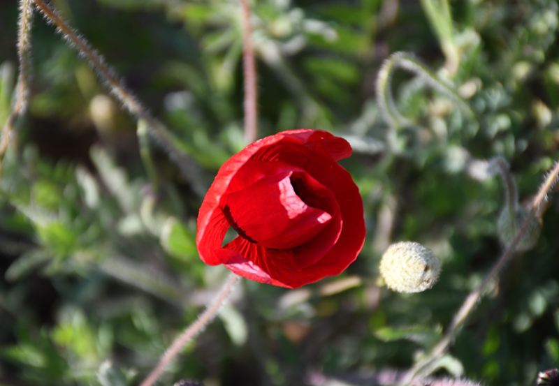 Yozgat'ta kırmızıya bürünen arazi kartpostallık görüntü oluşturdu - Resim: 5