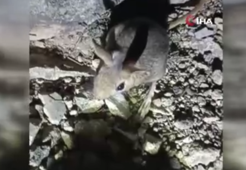 Tunceli’nin dağlarında nesli tükenme tehlikesindeki tür ortaya çıktı! O anları hemen kayda aldı - Resim: 3