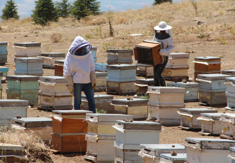 Erzincan yaylalarında arıcıların zorlu mesaisi başladı, sezonun ilk balları süzülüyor - Resim: 4