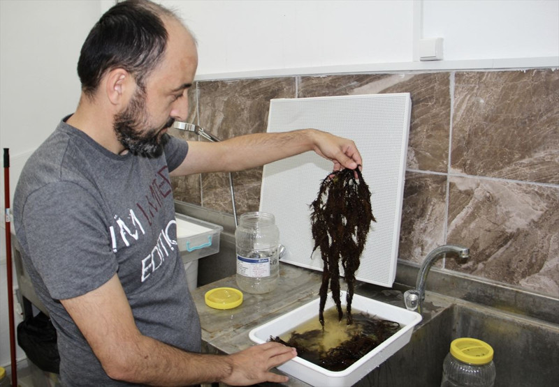 Karadeniz’de büyük temizlik! Sinop’ta denizden toplanan yosunlar değerlendiriliyor - Resim: 3