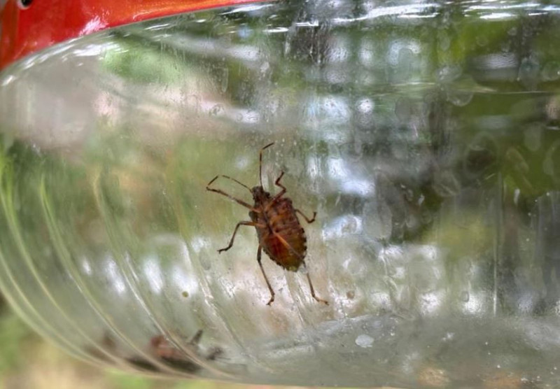 Ordu, Giresun, Samsun, Trabzon'dan sonra haftada 300.000 çoğalan istilacı Marmara'ya da giriş yaptı. Tek çare 10.000'lerce o hayvandan salmak - Resim: 7