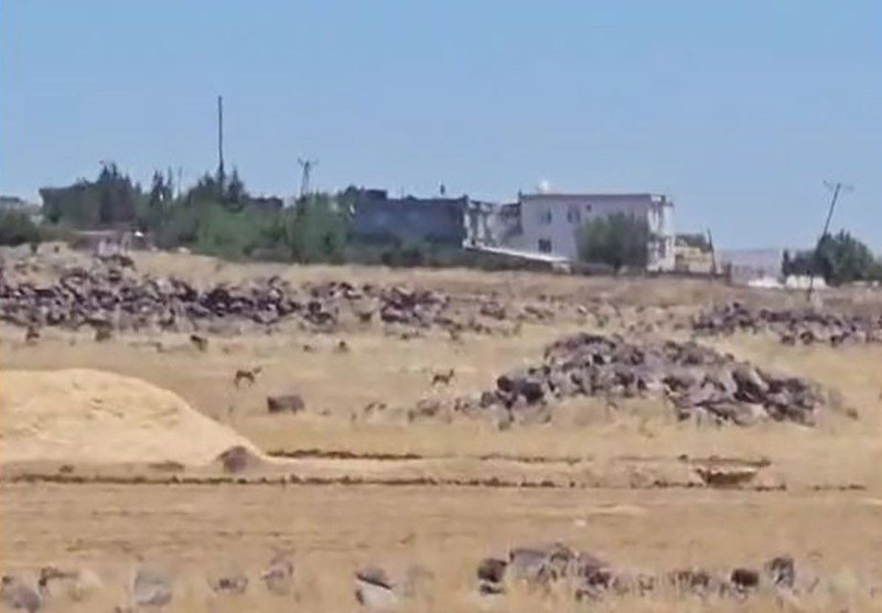 Şanlıurfa'da 2 tanesi kırsal kesimde birlikte ortaya çıktı. Vatandaşlar onları görür görmez hemen kayda aldı - Resim: 2