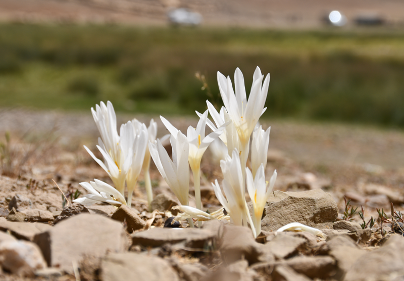 Şırnak'ta kışın habercileri topraktan çıktı yaylalar terk edilmeye başladı - Resim: 2