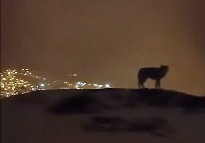 Hakkari’de gece saatlerinde 3 bin rakımlı doğa harikası bölgede o hayvan tek 1 başına belirdi. Müthiş manzarayı izlemesi herkesi şaşırttı - Resim: 1