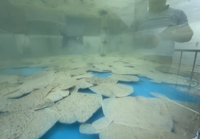 İzmit'te 6.000 tanesi doğaya salındı. 6.000 tanesi rekor sayıyla doğanın her yerini kaplayacak - Resim: 6