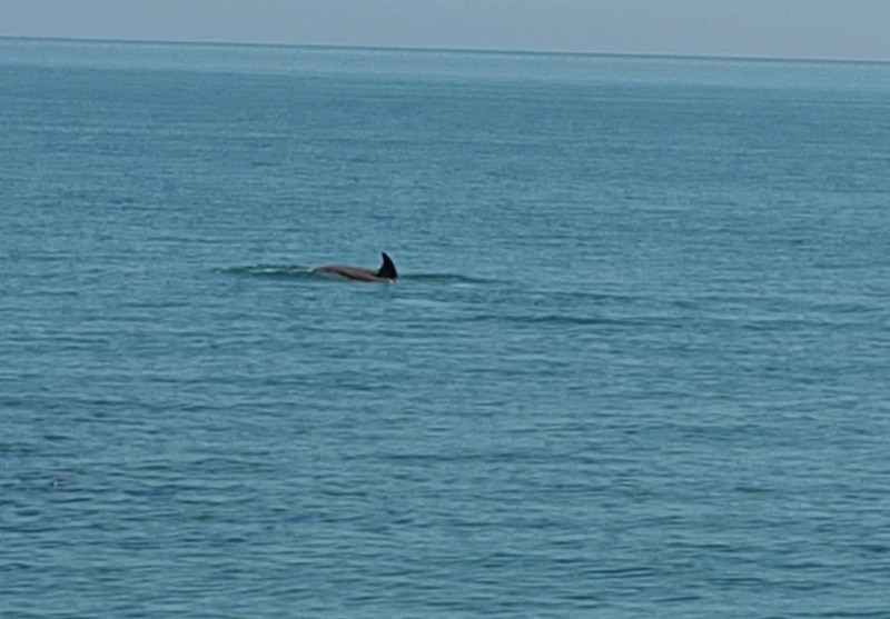 Karadeniz açıklarında 10 tanesi aniden balık sürüsünün peşinde ortaya çıktı. Vatandaşlar 10 tanesini hemen kayda aldı - Resim: 4