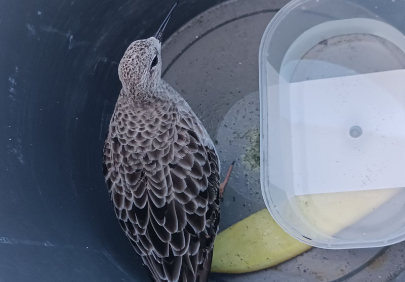 Türkiye'de nadir görülen tür Ordu'da yaralı halde ortaya çıktı! Derhal koruma altına alındı - Resim: 4