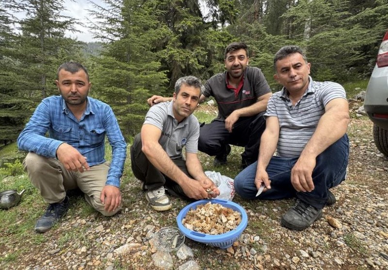 Mersin'de 5 arkadaş doğada onu bulmak için doğada yürüyüşe başladı... Toprakta 1 tanesini bile görseler sevinçten yukarı zıplıyorlar - Resim: 5