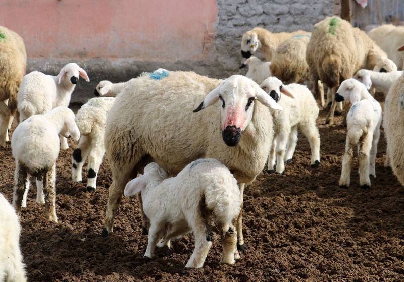 Erzincan’dan Türkiye'ye koyunlardan güzel haber geldi. Herkesin beklediği müjdeyi verdiler! 100'lercesi akın edince ortaya müthiş görüntü çıktı - Resim: 3