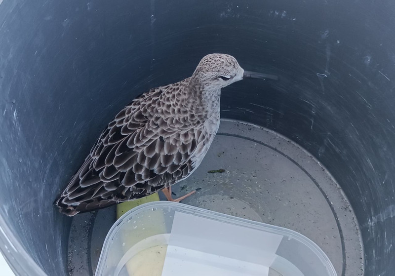 Türkiye'de nadir görülen tür Ordu'da yaralı halde ortaya çıktı! Derhal koruma altına alındı - Resim: 1