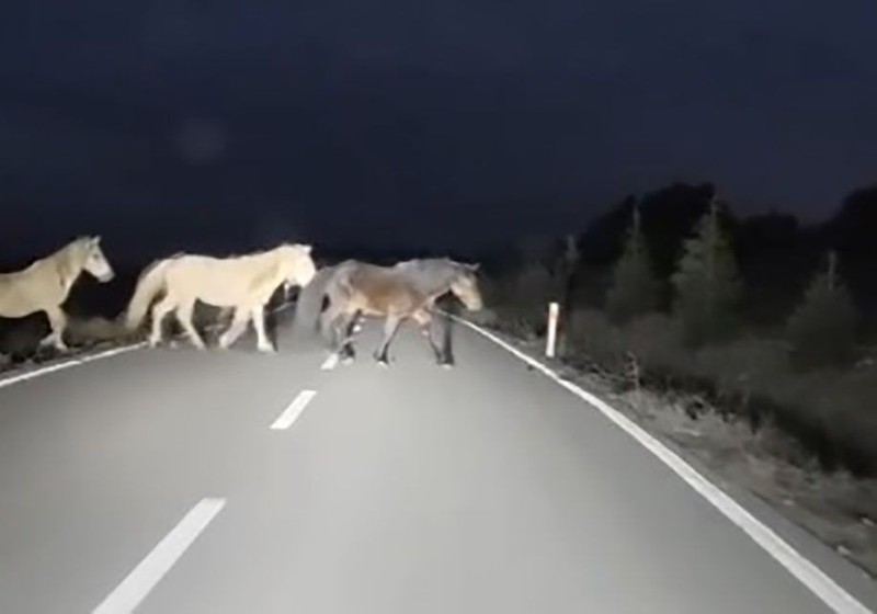 Kütahya'da sabah işe giden bir vatandaşı önüne sürü halinde çıktılar... 1 tane 2 tane değildi. Hayvanların sayısını sayamadı bile - Resim: 2