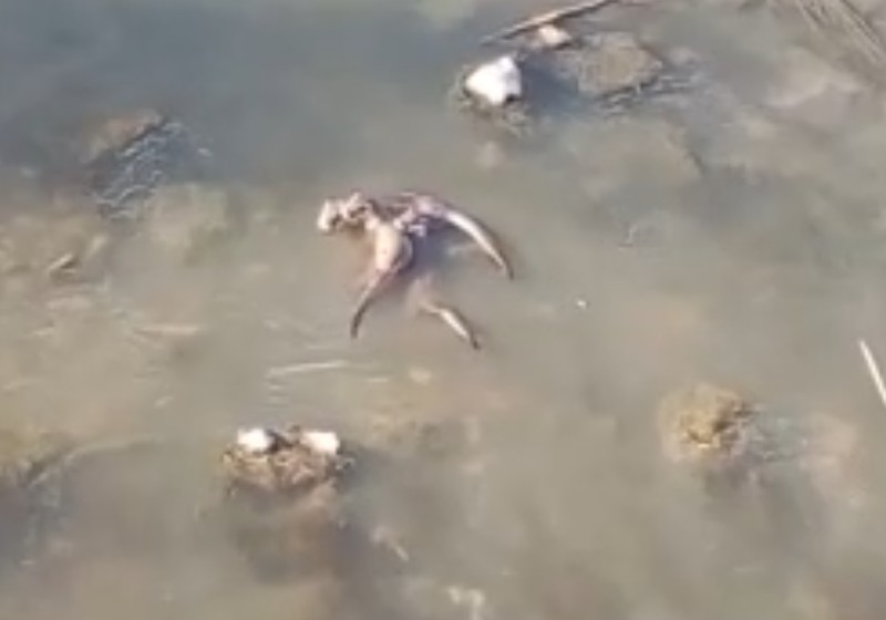 Diyarbakır'da 1 tane bile görmesi çok zor olan hayvandan doğada 4 tane birden ortaya çıktı. 4'ü bir daha bir araya gelmez - Resim: 3