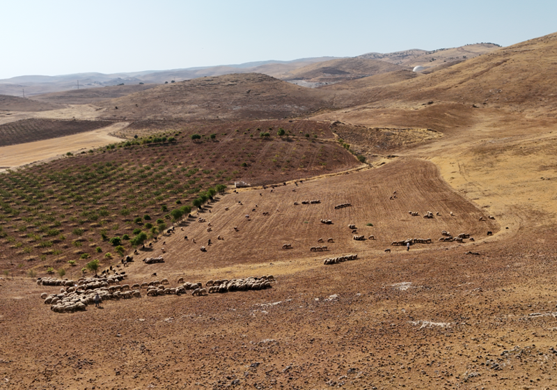 Batman’da buğday ve arpa hasadının ardından tarlalar hayvanlar için beslenme alanı oldu - Resim: 2