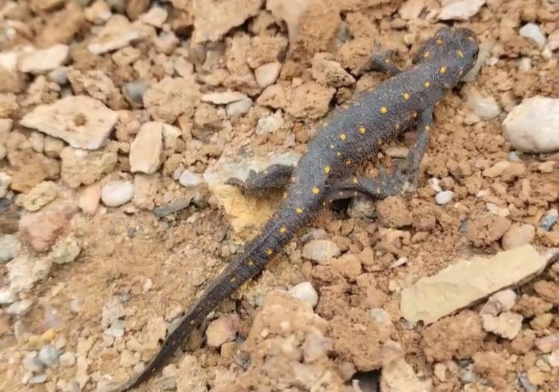 Tunceli'de doğada 10 yıl önce 1 tanesi görülen bir hayvan ilgili şaşırtan gelişme resmen hayrete düşürdü! 10 yıl sonra aynı bölgeye gidince gördüler - Resim: 1