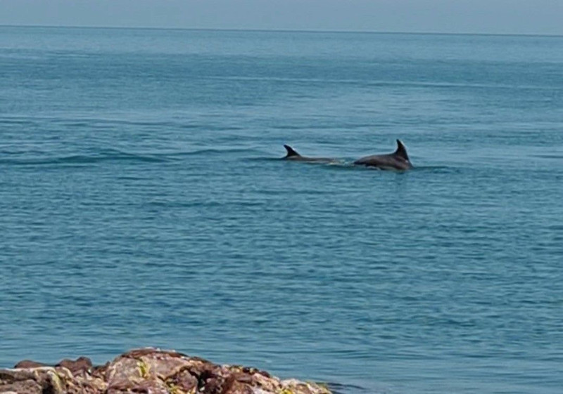 Karadeniz açıklarında 10 tanesi aniden balık sürüsünün peşinde ortaya çıktı. Vatandaşlar 10 tanesini hemen kayda aldı - Resim: 1