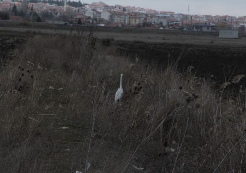 Eskişehir'de kışın ortasında görülen hayvan şaşkınlık yarattı... Boş arazide tek 1 başında dolaşıyordu - Resim: 1