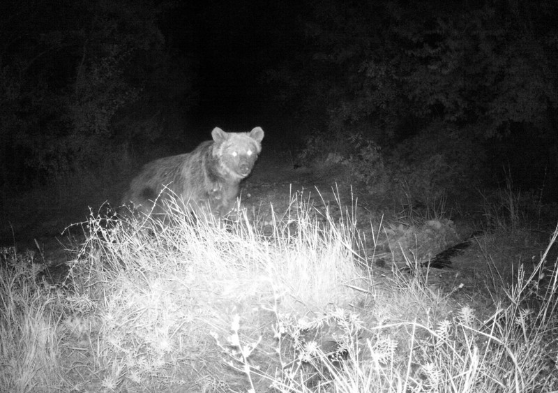 Erzincan’da gündüz ve gece farklı yönlerden gelen canlılar aynı karede görüntülendi - Resim: 1