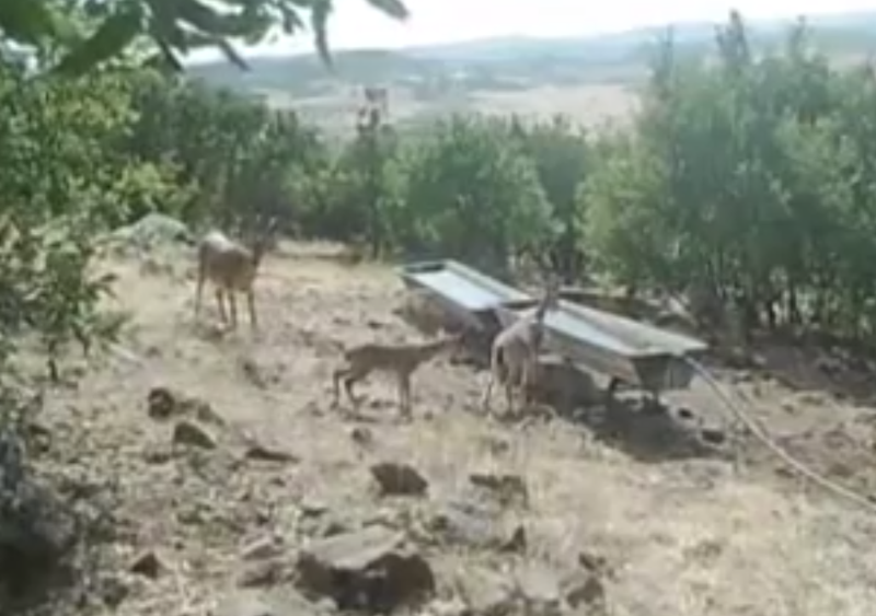 Doğanın zarif varlıkları en doğal halleriyle göründü! Sırayla hareket ettiler - Resim: 1