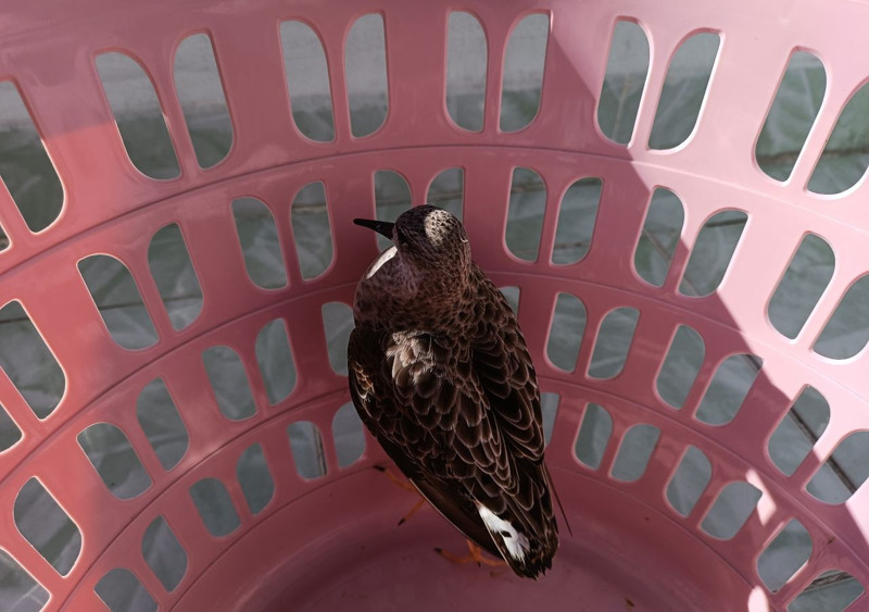 Türkiye'de nadir görülen tür Ordu'da yaralı halde ortaya çıktı! Derhal koruma altına alındı - Resim: 5