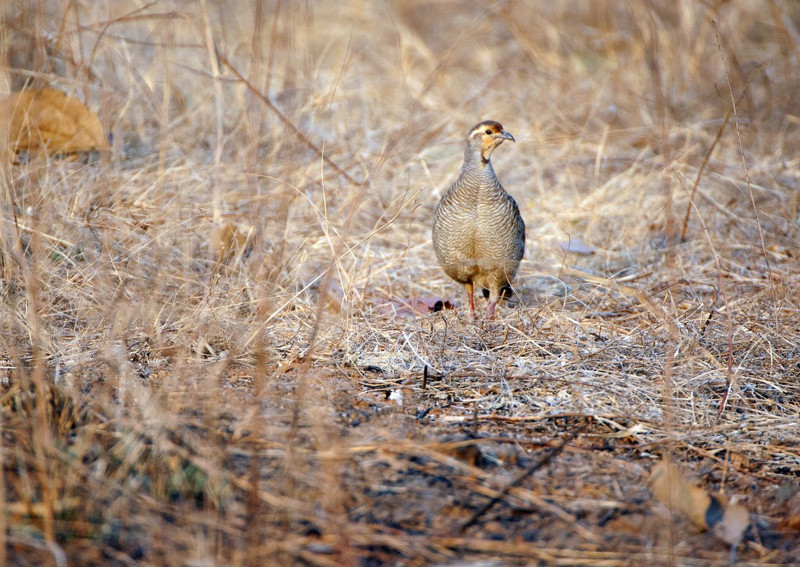 Gümüşhane’de 400’ü havaya, 10 bini suya bırakıldı! Zararlılara karşı sürü halinde eş zamanlı çalışacaklar - Resim: 6