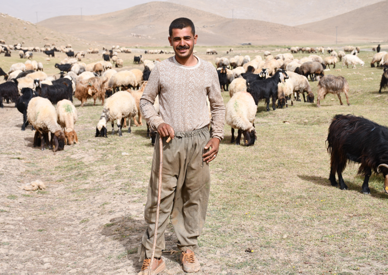 Şırnak yaylalarında 5 ay kalan göçerler, binlerce hayvanla 30 günlük dönüş yolculuğuna başladı - Resim: 3