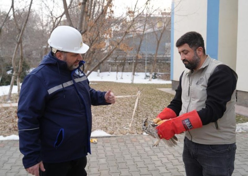 Muş'ta normalde Asya'da görülen yırtıcı hayvanı elektrik dağıtım şirketine ait ekibin çalışanları fark etti. Sadece 1 tane vardı çevresinde başka yoktu - Resim: 3