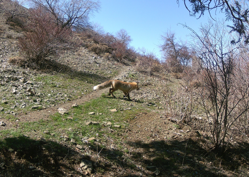 Erzincan’da gündüz ve gece farklı yönlerden gelen canlılar aynı karede görüntülendi - Resim: 3