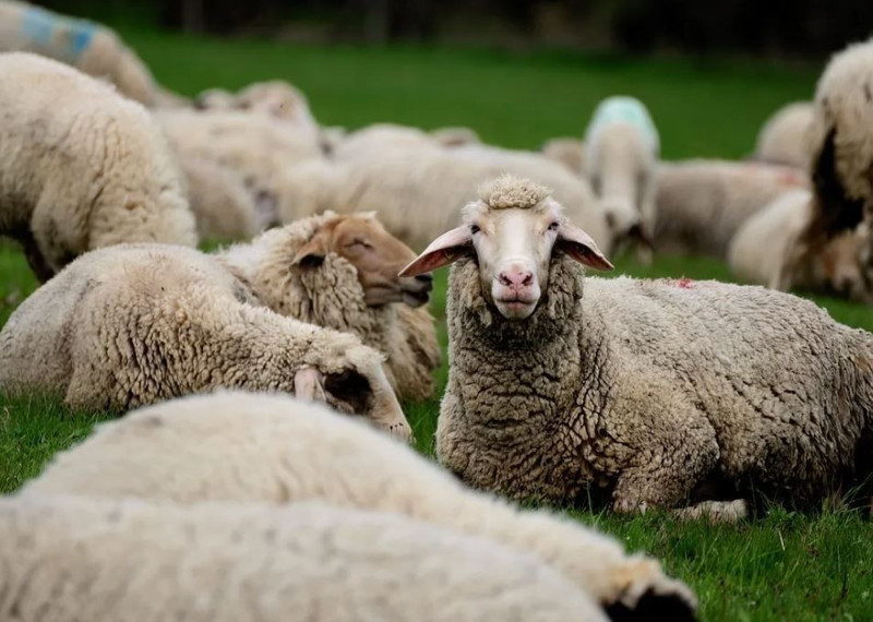 Muş’ta yaylada 600'den fazla koyununu otlatan çoban, bir anda çalılıkların arasında duran 2,3,4,5 taneyi fark etti. İçeri girince resmen karşısında onları gördü - Resim: 4