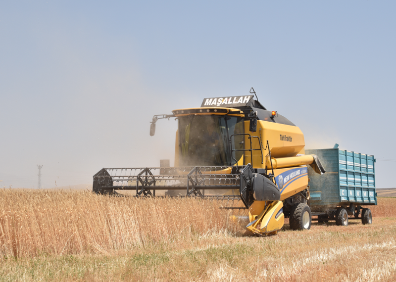 Bitlis Ahlat’ta 500 bin dekarlık alanda buğday hasadı sürüyor - Resim: 4