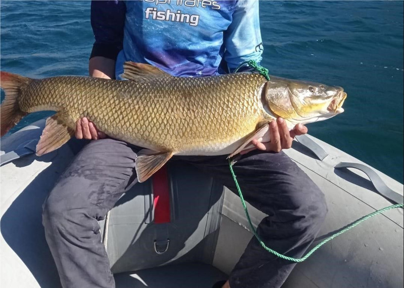 Elazığ'da Karakaya Baraj Gölü’nden çıkan hayvan ağızları açık bıraktı! 15 kiloluk devasa canlı görenleri şaşırttı - Resim: 2