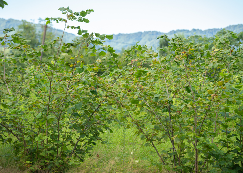 Erzincan’da bir ilke imza attı! Olmaz denileni başaran çift, o üründen 1 ton verim bekliyor - Resim: 4