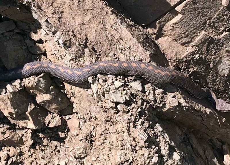 Gümüşhane'de 2 metre uzunluğunda bir anda ortaya çıktı. Normalde sizde şu an çok olmaz ama Giresun, Ordu, Rize, Samsun ve Trabzon siz de o hayvana dikkat edin - Resim: 4