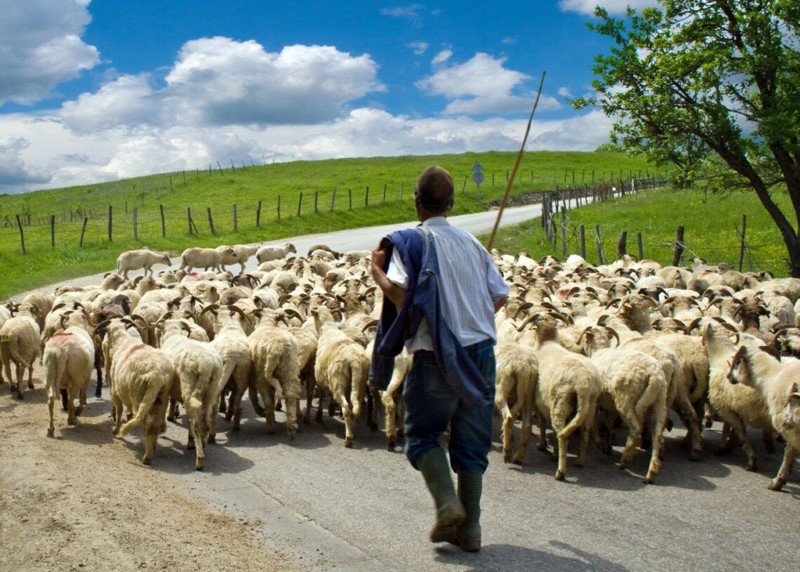 Erzincan'da 550'lerce koyununu otlatmaya çıkaran çoban, koyunların arasında bir anda 1,2,3,4 tanesini birden fark etti! Resmen 4'ünü görünce harekete geçti - Resim: 1