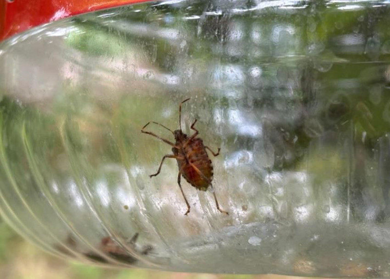 Ordu, Giresun, Samsun, Trabzon'dan sonra haftada 300.000 çoğalan istilacı Marmara'ya da giriş yaptı. Tek çare 10.000'lerce o hayvandan salmak - Resim: 9