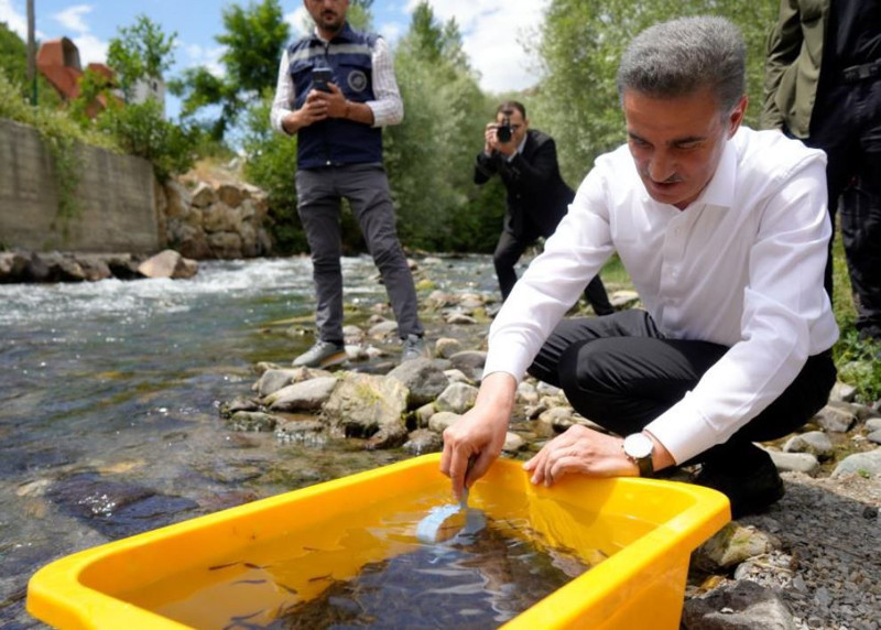 Gümüşhane’de devlet kontrolünde tam 10.000 tanesi doğaya salındı. Kimsenin dokunmaması gerekiyor - Resim: 1