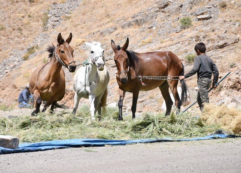 Şırnak’ın Uludere ilçesinde çiftçiler, yaylada topladıkları otları katırlarla öğütüp kışlık yem hazırlıyor - Resim: 2