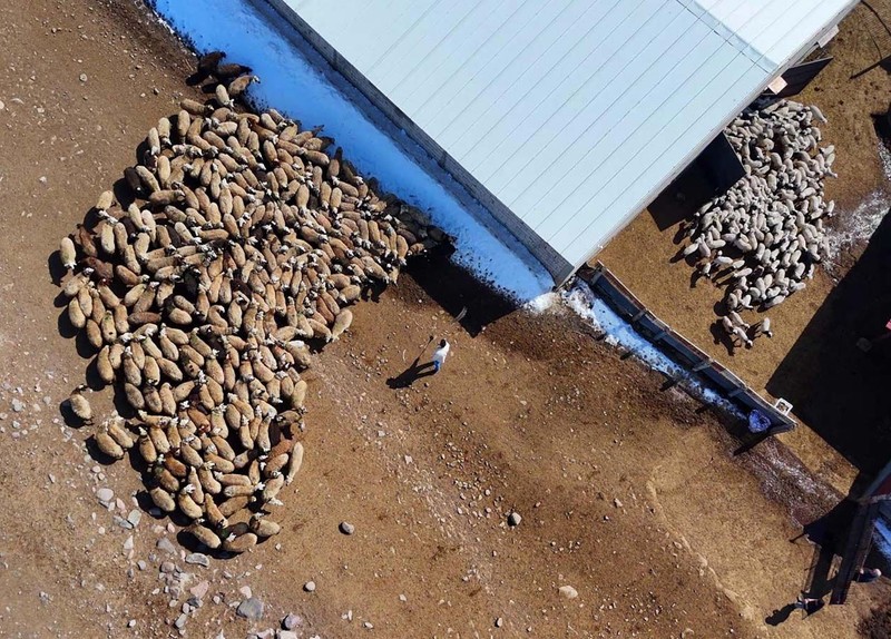 Erzurum'da çitler kalktı, 100'lerce koyun ilk kez kuzularıyla buluştu. O anlar havadan görüntülendi - Resim: 8