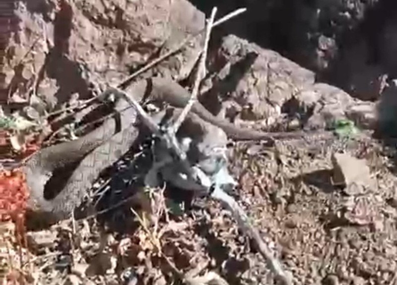 Van'da 3 bin 204 rakımlı Erek Dağı'nda doğa gezisi yaptığı sırada 1 tanesiyle orada karşılaştı! 1 tanesi yakında Ağrı ve Hakkari'de de görülebilir - Resim: 3