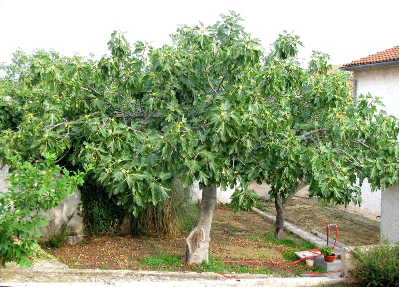Aydın’da bahçelerde duruyordu kimsenin ona dokunmaması lazım! Doğada her tarafa yerleştirildi 1000'lerce hayvan yok edilecek - Resim: 5