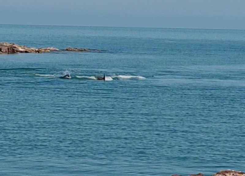 Karadeniz açıklarında 10 tanesi aniden balık sürüsünün peşinde ortaya çıktı. Vatandaşlar 10 tanesini hemen kayda aldı - Resim: 2