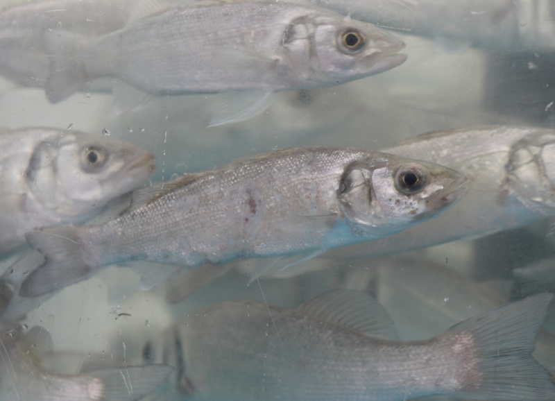 İzmit'te 6.000 tanesi doğaya salındı. 6.000 tanesi rekor sayıyla doğanın her yerini kaplayacak - Resim: 2