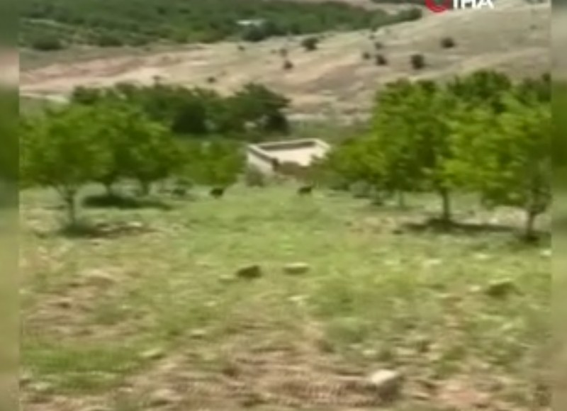 Malatya’da 2 ayrı ilçede sürü halinde görüntülendiler. Onlara sadece uzaktan bakabilirsiniz. Dokunanın 650.000’i gider - Resim: 2