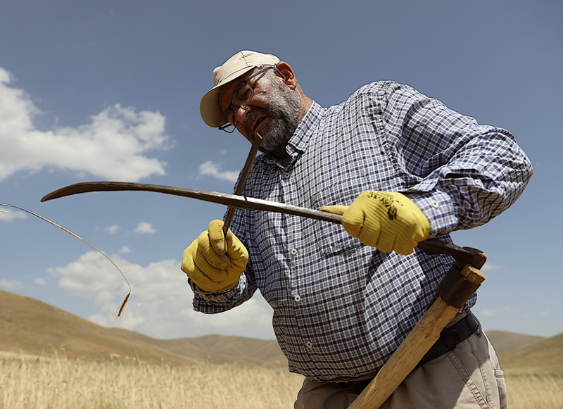 Bayburt’ta buğday tarlasında zaman geri sarıldı, geleneksel yöntemlerle hasat yapıldı - Resim: 6