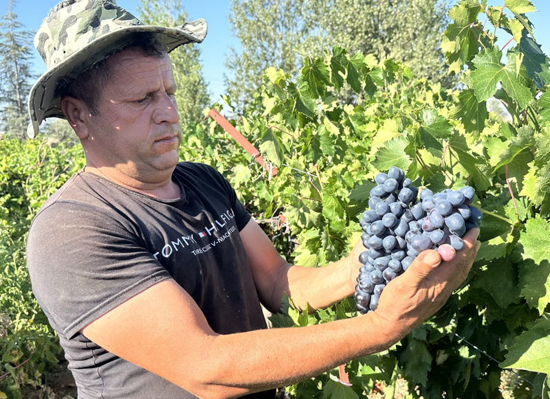 Isparta’nın Yalvaç ilçesine bağlı Kuyucak köyünde hibe destekle kurulan bağlarda üzüm hasadı başladı - Resim: 1