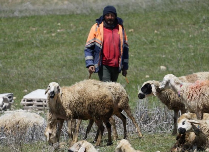 Kırıkkale'de 1000'lerce koyuna bakan çoban, kendisi hakkında bir detayı verdi! 1000'lerce koyuna bakanın çobanın verdiği detayı duyanlar hayrete düştü - Resim: 3